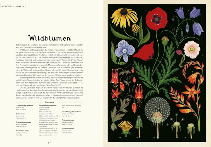 Produktbild Das Museum der Pflanzen (Deutsch, Kathy Willis, Katie Scott, 2016)