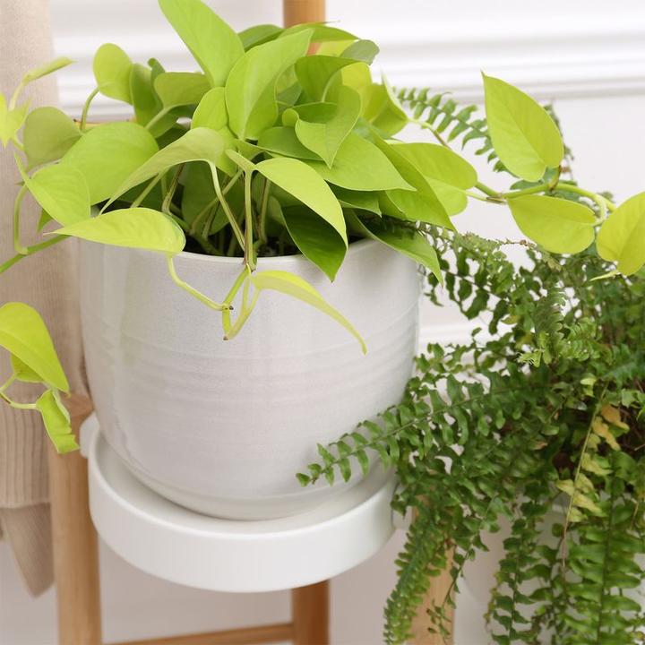 Produktbild Hermex Blumenständer Pflanzen Ständer Regal Halter Treppe Gestell Blumentisch