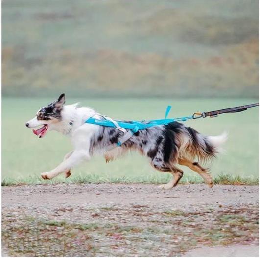 Image du produit Non-Stop Dogwear Harnais Freemotion 5.0 (M, Chien, Sport canin)