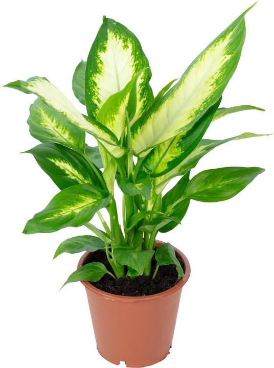 Actual product image Flowerbox Dieffenbachie - Dieffenbachia (35 cm)
