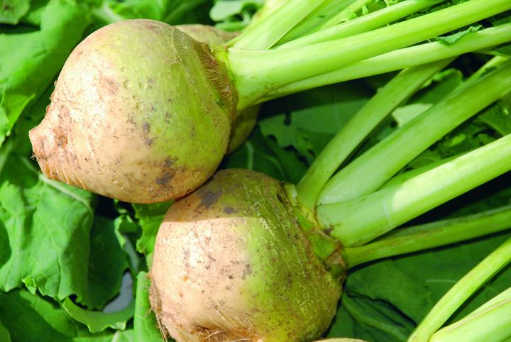 Produktbild Zollinger Bio Bodenkohlrabi (Wrucke), Gelbe Schmalz (Gemüsesamen)