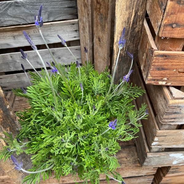 Image du produit Säntispracht La lavande papillon des Canaries - Lavendula 'pinnata (80 cm)