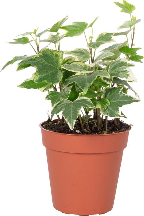 Actual product image Flowerbox Common ivy colourful - height ca. 15 cm, pot-Ø 9 cm - Hedera helix (15 cm)