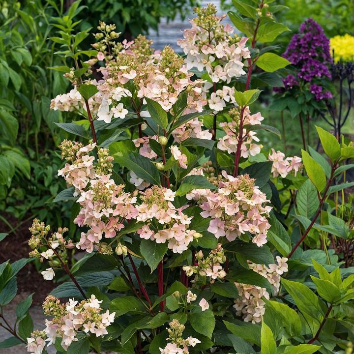 Produktbild Plant in a Box Hydrangea paniculata 'Early Harry' - 2er-Set Hortensie (25 cm)