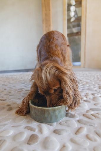 Actual product image Designed by Lotte Jace dog bowl (0.70 l)