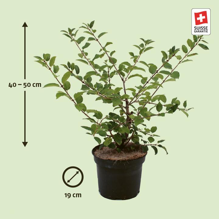 Produktbild Zulauf Kreuzdorn / Rhamnus cathartica (50 cm)