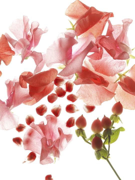 Actual product image Bulgari Omnia Coral (Eau de toilette, 65 ml)