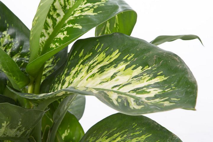 Immagine prodotto VEG and the City Nizza - (Dieffenbachia mix) (65 cm)