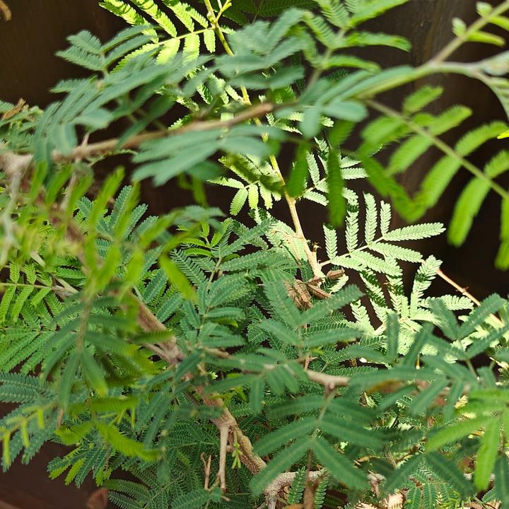 Image du produit Tropica Echte Mimose Mimosa Pudica (Graines de fleurs)