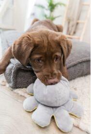 Immagine prodotto Trixie Polpo reversibile, peluche, 19 cm (Giocattolo per cani)