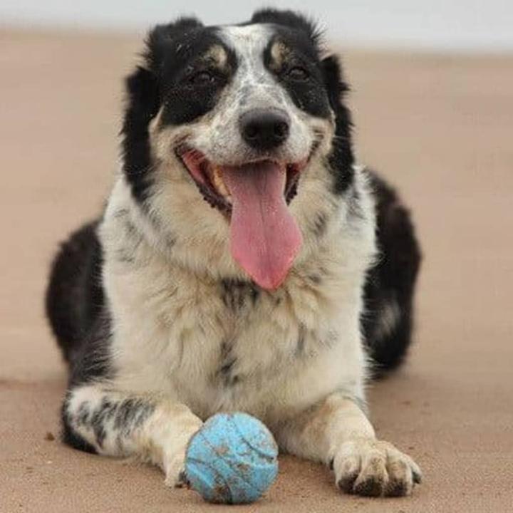 Actual product image Chuckit! Dog toys