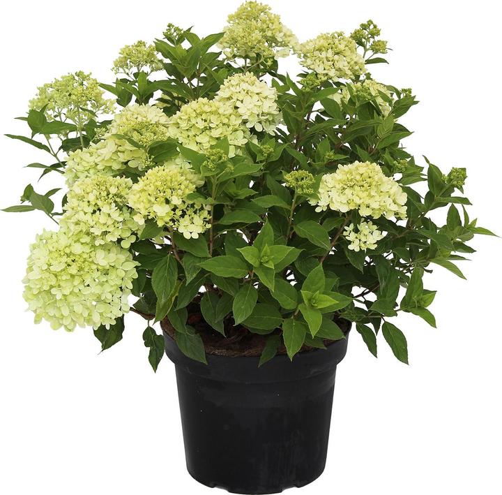 Image du produit Zulauf Zwerg-Rispen-Hortensie / Hydrangea pan. 'Little Lime' (30 cm)