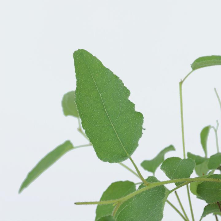 Produktbild Plant in a Box Eucalyptus Citriodora - Eukalyptus (35 cm)
