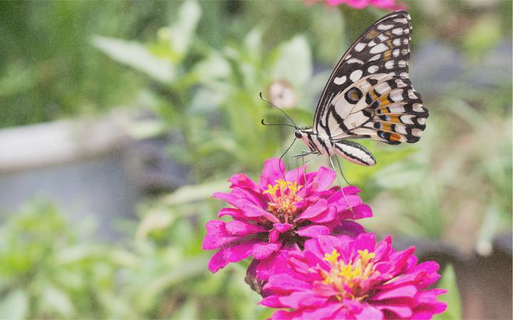 Image du produit Zollinger Bio Blumenmischung für Schmetterlinge (Graines de fleurs)