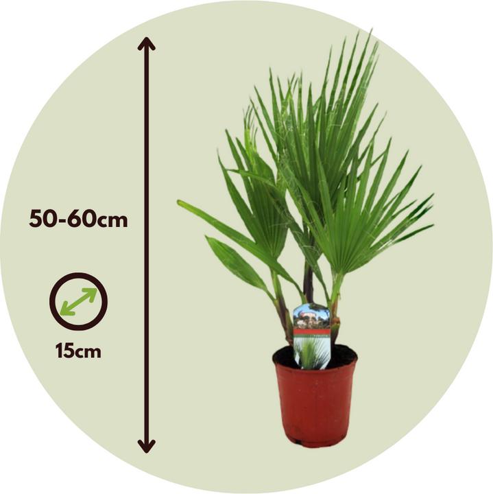 Actual product image Plant in a Box Washingtonia Robusta - Set of 2 Mexican fan palm (50 cm)