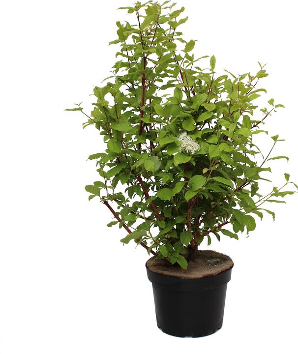 Immagine prodotto Zulauf Tatarischer Hartriegel / Cornus alba 'Sibirica' (100 cm)