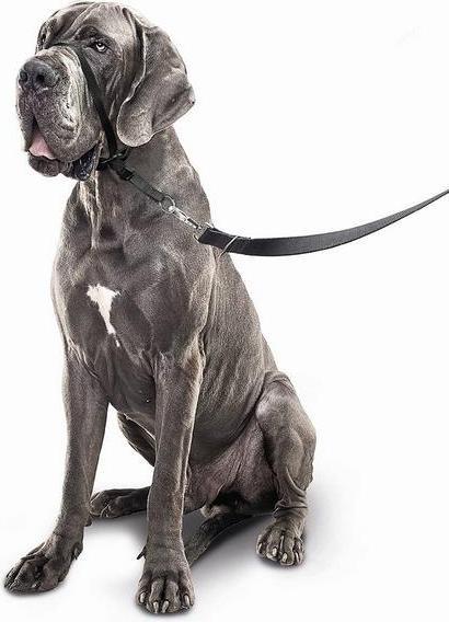 Produktbild beaphar Halsband Gentle Leader, S, schwarz (S, Hund)