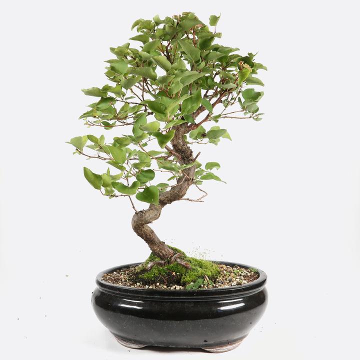Actual product image Bonsai.ch Prunus domestica Plum cm