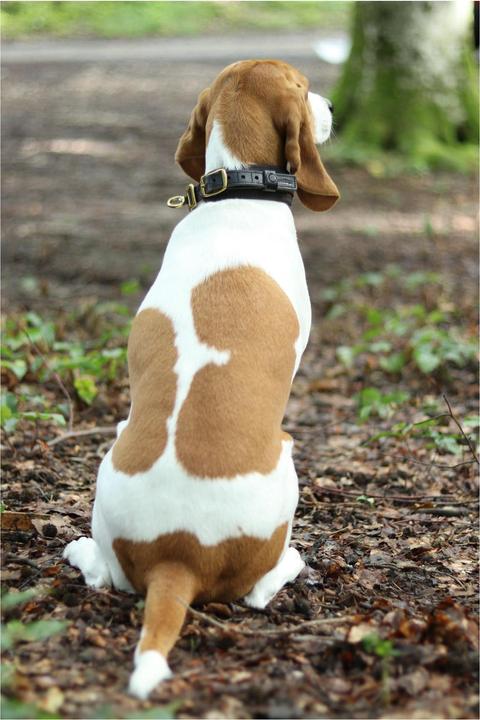 Actual product image Niggeloh Collar DeLuxe (XXS, Dog, General)