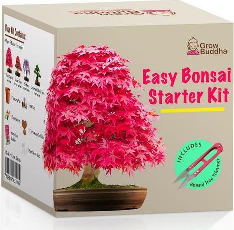 Grow Buddha Aufzuchtset Bonsai