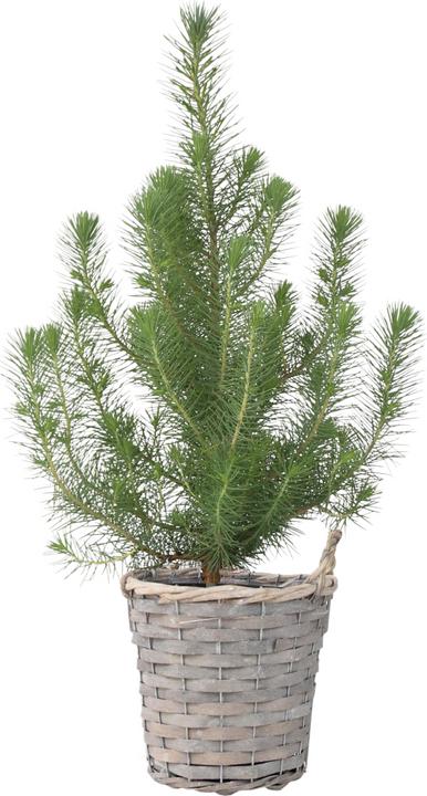 Plant in a Box Pinus Pinea 'Silver Crest' (40 cm)