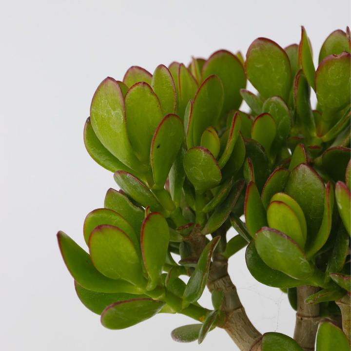 Actual product image Plant in a Box Crassula ovata Minor - Jade plant (45 cm)