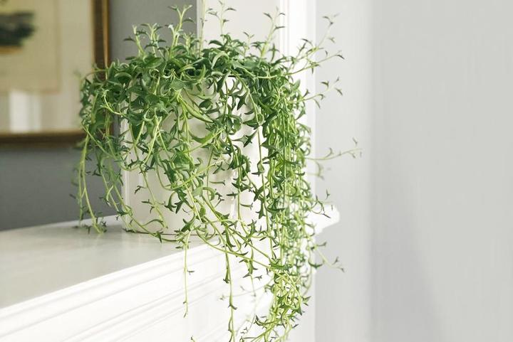 Image du produit Plant in a Box Senecio peregrinus - Lot de 2 plantes dauphin (10 cm)