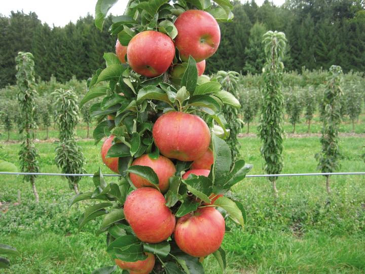 Produktbild Säulenapfel Rondo (100 cm)