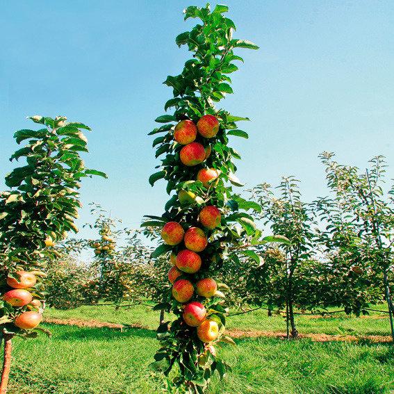 Produktbild Säulenapfel Rondo (100 cm)