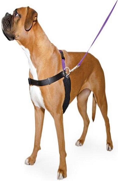 Immagine prodotto Ancol Prodotti per animali Pure Dog Listeners Set pettorina e guinzaglio con DVD (L, Cane, Generale)