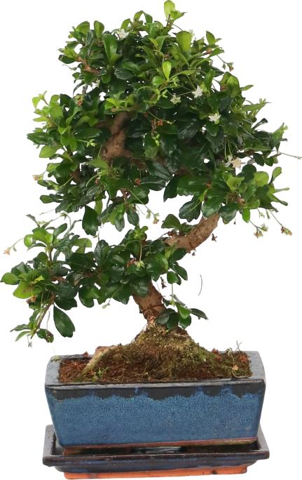 Produktbild Plant in a Box Carmona microphylla - Bonsaibaume (20 cm)