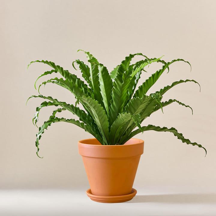 Immagine prodotto Mary and Plants Felce a nido d'uccello con vaso HAY grigio chiaro (55 cm)