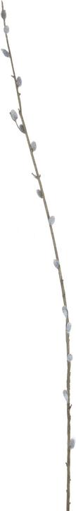 Hill Interiors Plante artificielle chaton de saule