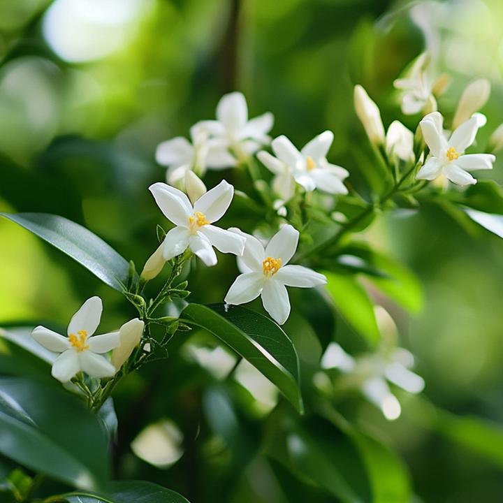 Image du produit Plant in a Box Trachelospermum jasminoides 'Officinale' - Set de 3 jasmins (25 cm)
