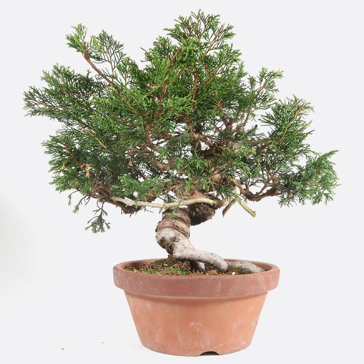 Produktbild Bonsai.ch Juniperus Wacholder cm (19 cm)