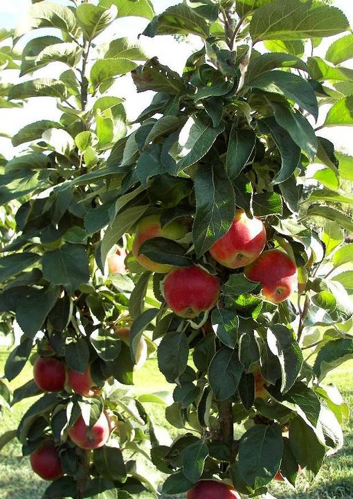 Produktbild Säulenapfel Rondo (100 cm)
