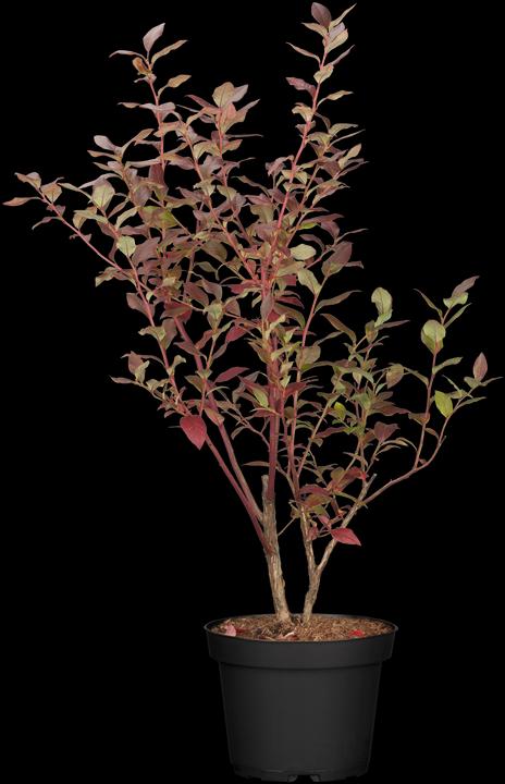 Heidelbeere Bluecrop (60 cm)