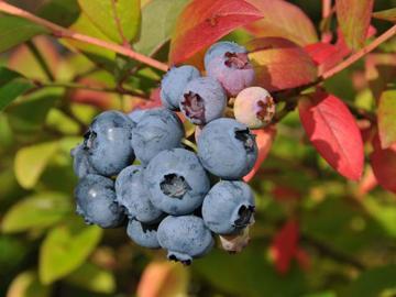 Immagine prodotto Mirtillo Bluecrop (60 cm)