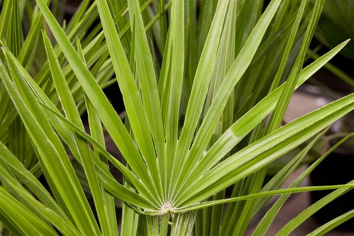 Actual product image Dwarf palm (85 cm)