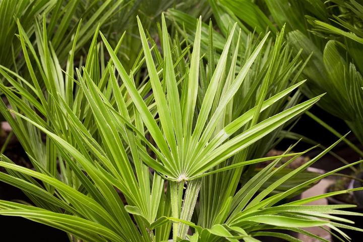 Actual product image Dwarf palm (85 cm)