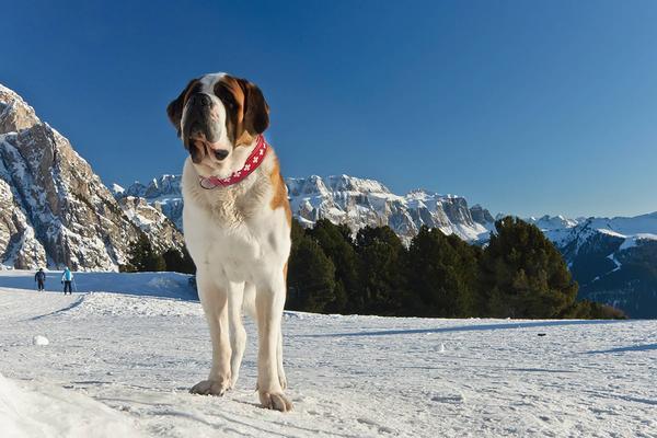 Actual product image Colly Leather collar with Swiss cross beaded, 50cm/3cm (3.5, 50, Dog, General)