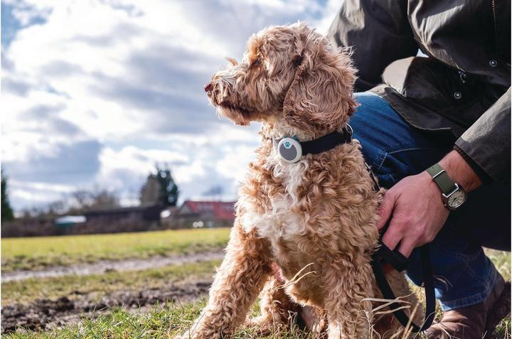 Actual product image Sure PetCare Animo (One size, Dog, General)