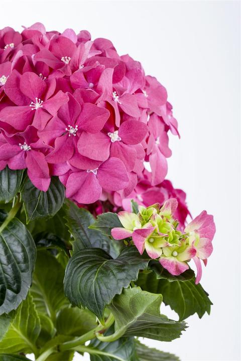 Produktbild Hortensie (50 cm)