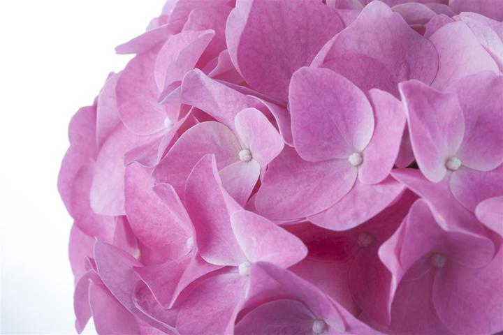 Produktbild Hortensie (50 cm)