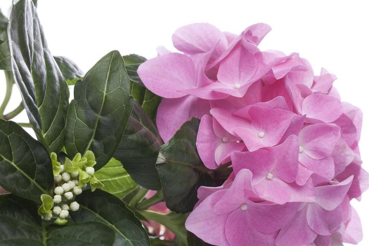 Produktbild Hortensie (50 cm)