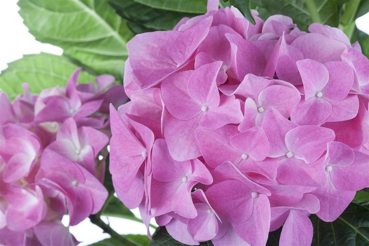 Produktbild Hortensie (50 cm)
