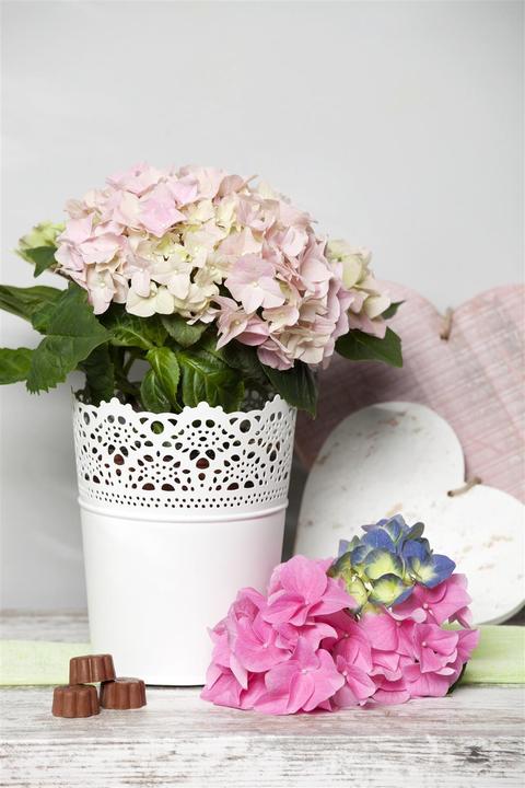 Produktbild Hortensie (50 cm)
