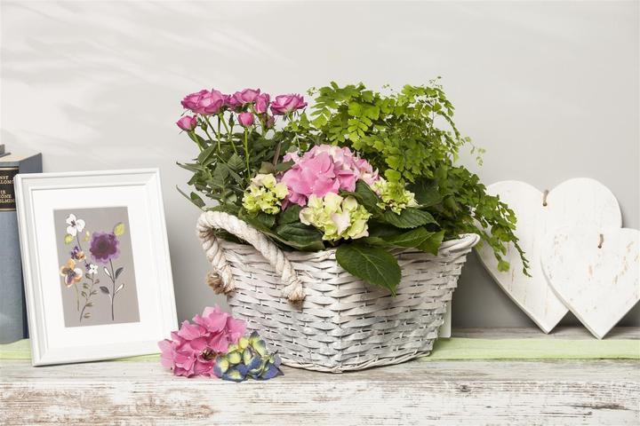 Produktbild Hortensie (50 cm)