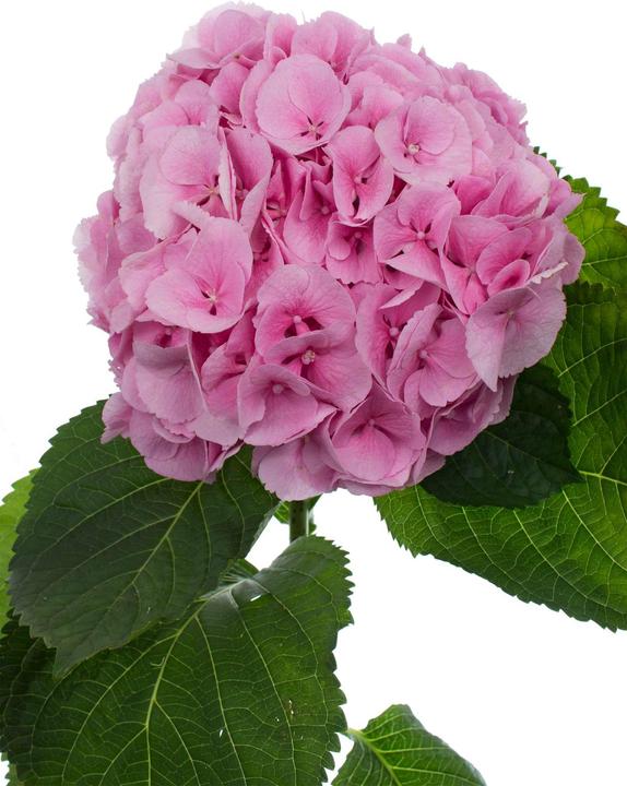 Produktbild Hortensie (50 cm)