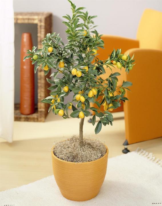 Produktbild Kumquat (65 cm)